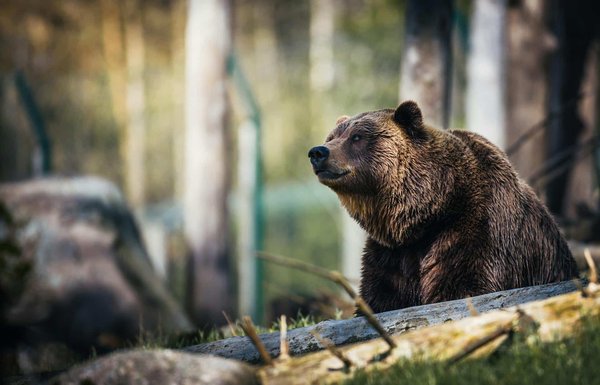 What are the best times of year to visit Northern Ireland's natural reserves for wildlife spotting?